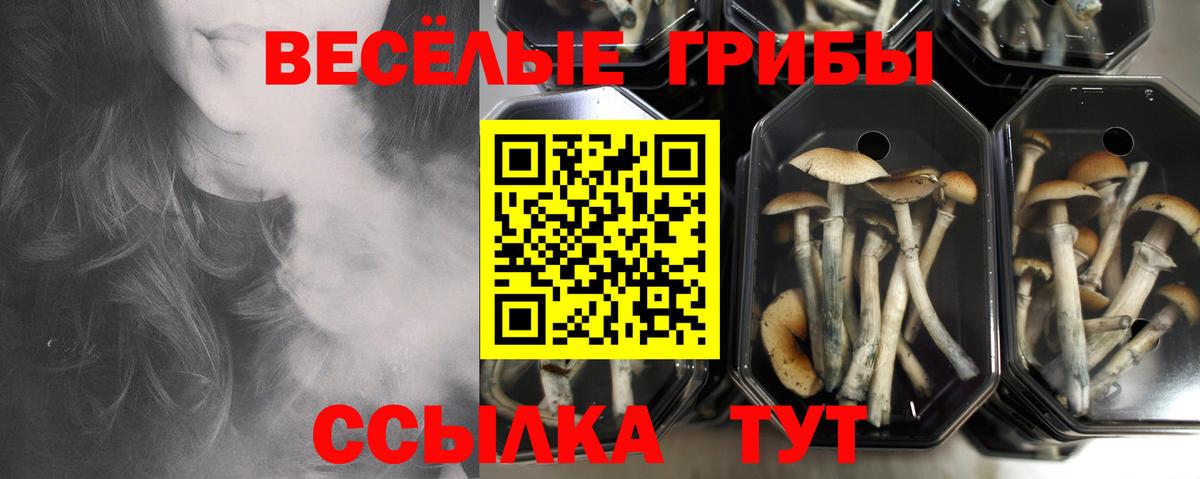 Сочи  Галлюциногенные грибы мухоморы  Вход с VPN  Псилоцибиновые грибы GOLDEN TEACHER 